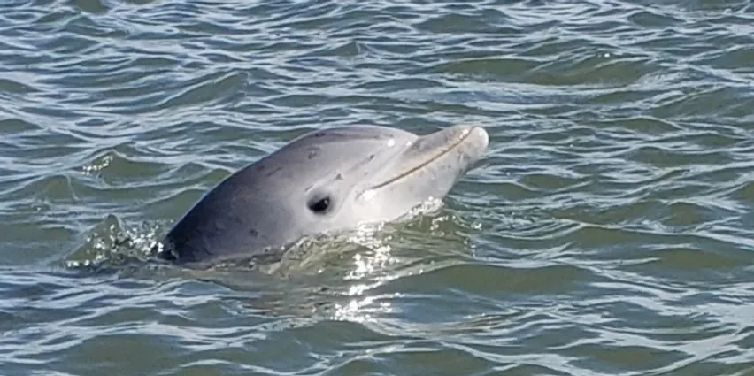 Photo of Beaufort Kayak Tours