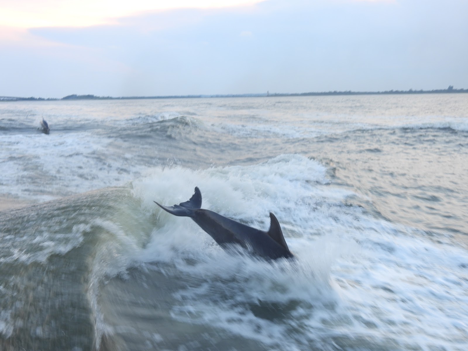 Photo of Captain Derek's Dolphin Adventure