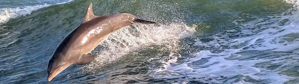 Photo of Captain Derek's Dolphin Adventure