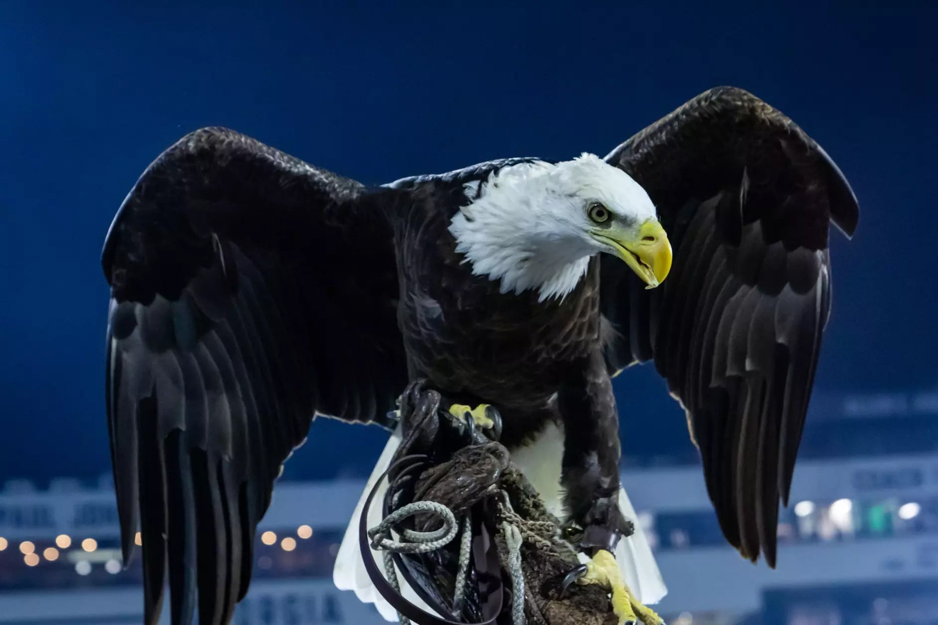 Photo of Center for Wildlife Education and Raptor Center
