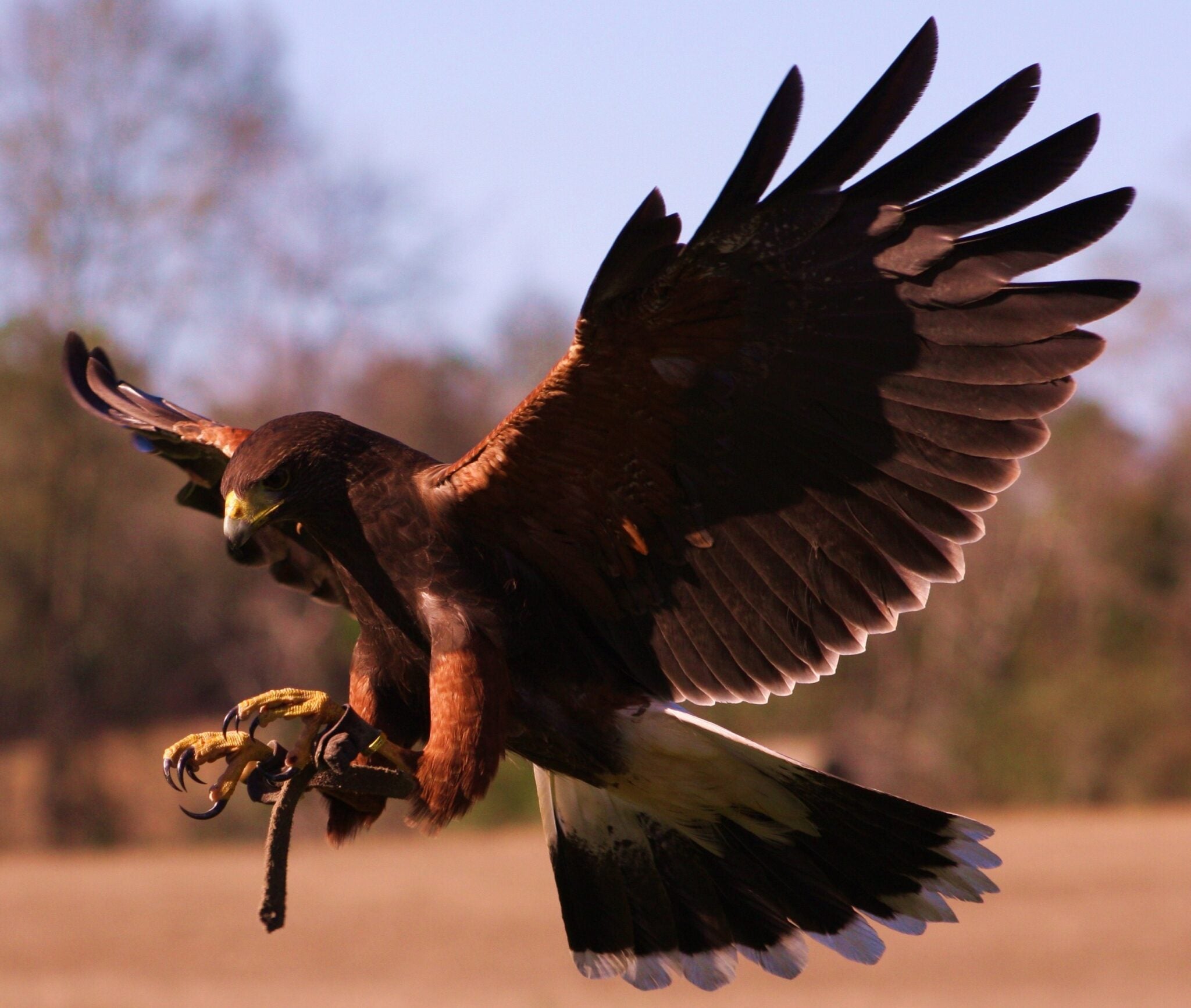 Photo of Center for Wildlife Education and Raptor Center