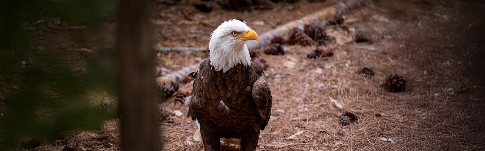 Photo of Center for Wildlife Education and Raptor Center