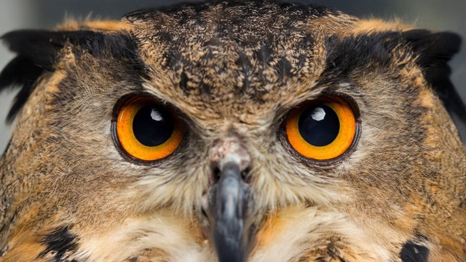 Photo of Center for Wildlife Education and Raptor Center
