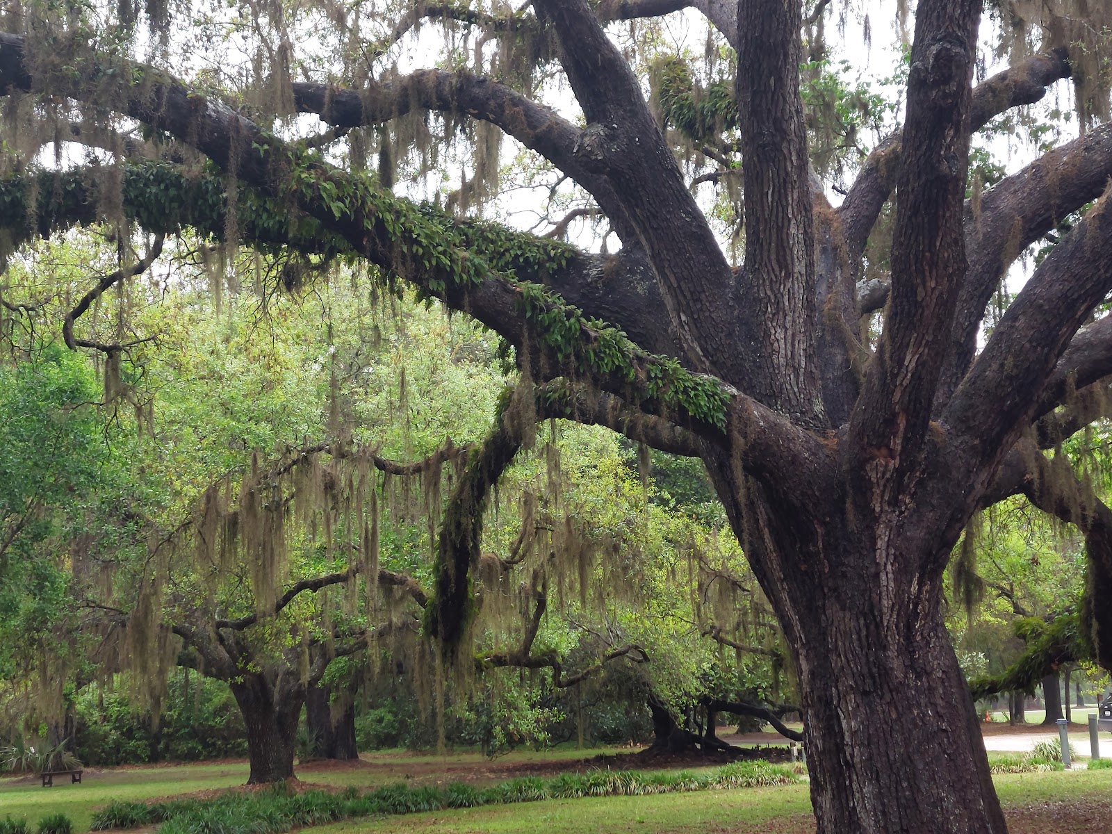 Photo of Gullah Heritage Trail Tours