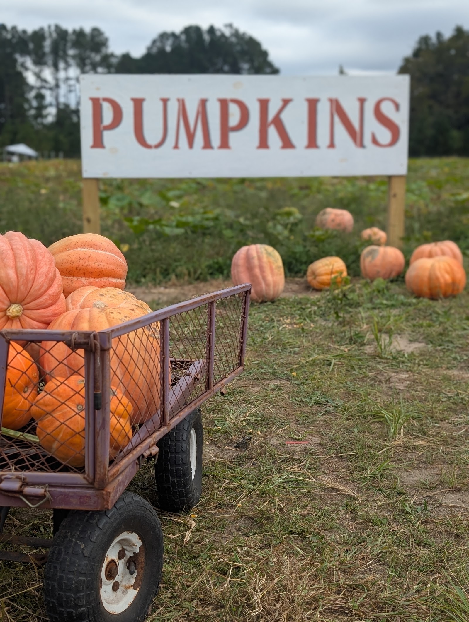 Photo of Madrac Farms