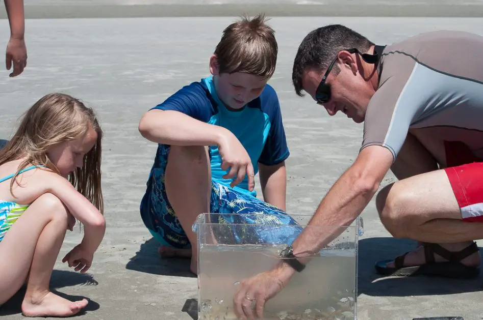 Photo of Sapelo Island National Estuarine Research Reserve