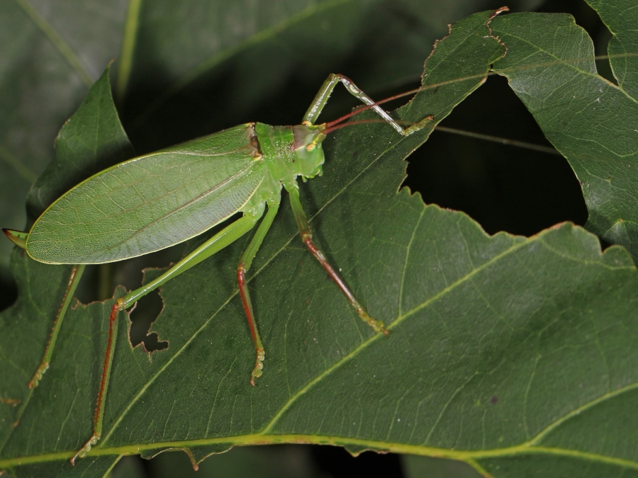 Photo of Savannah National Wildlife Refuge