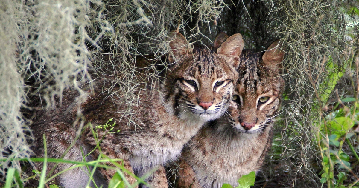 Photo of Savannah National Wildlife Refuge