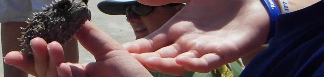 Photo of Sea Kayak Georgia